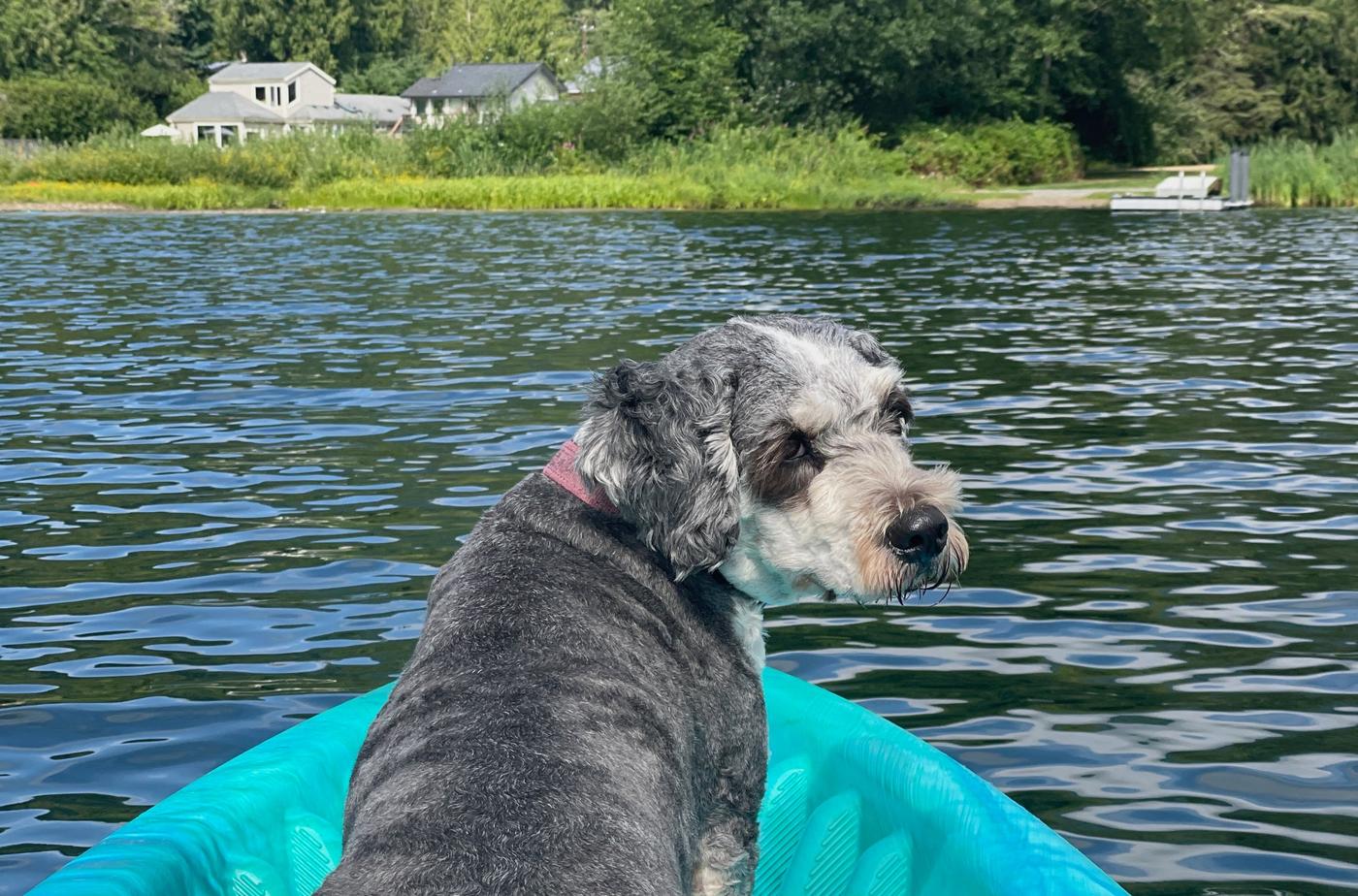 Bernie the dog riding in the bow of a kayak on a lake