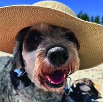 Bernie the dog wearing a straw sun hat